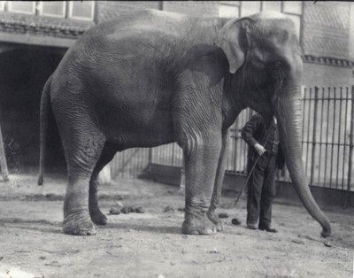 Indischer Elefant, Assam Lukhi, mit Wärter im Londoner Zoo, April 1914 von Frederick William Bond